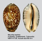 Mauritia arabica (16)